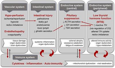 Perspective: Drawing on Findings From Critical Illness to Explain Myalgic Encephalomyelitis/Chronic Fatigue Syndrome